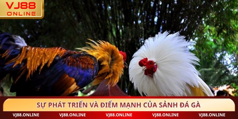 Sự phát triển và điểm mạnh của sảnh đá gà